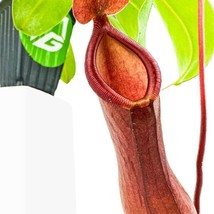 Best Alata Carnivorous Pitcher Plant / Nepenthes / Live Plant - £28.52 GBP
