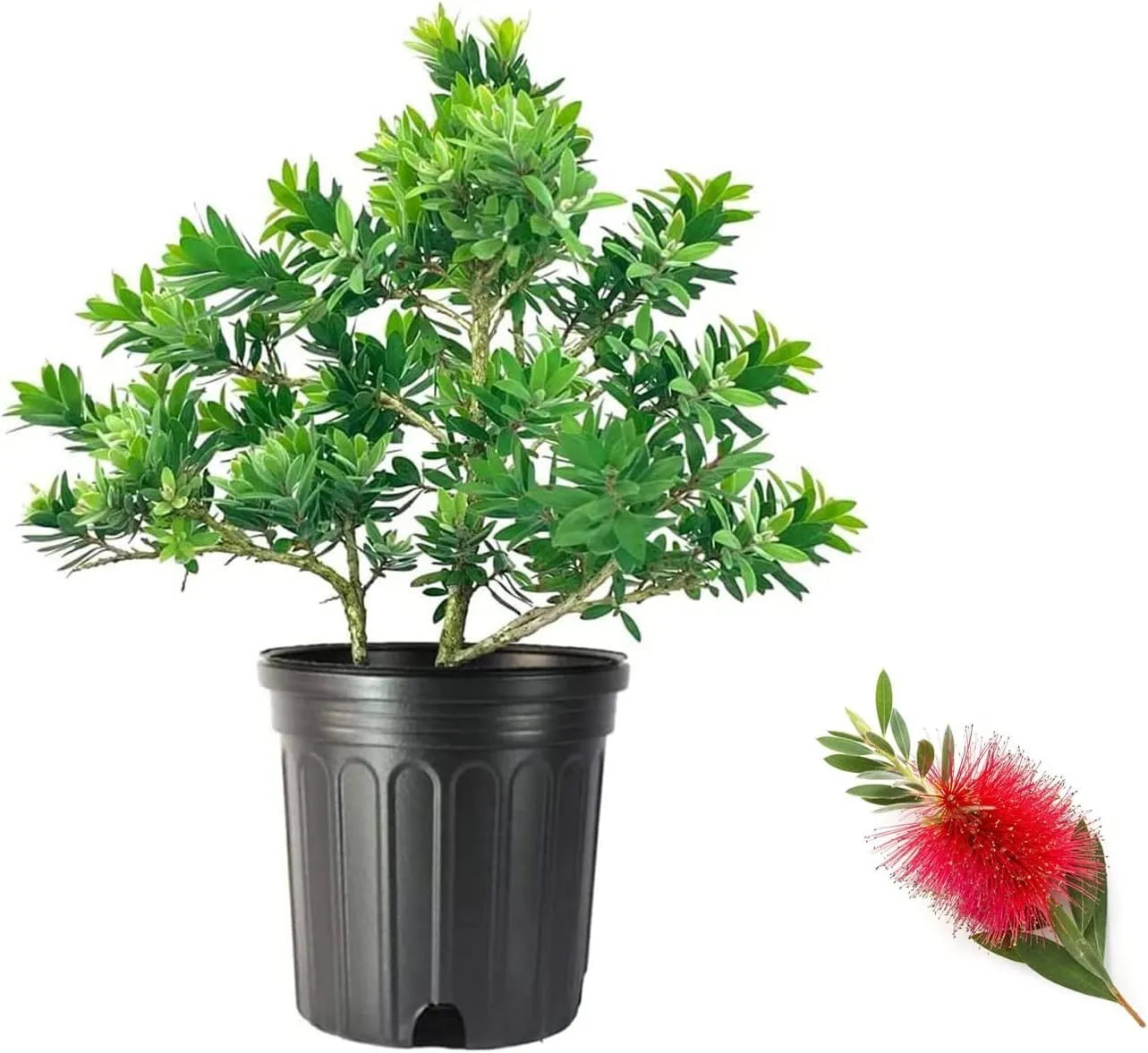 Little John Dwarf Bottlebrush Large Plants Callistemon - £51.07 GBP