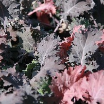 Red Russian Kale Seeds Brassica Napus Var. Pabularia B330 Gardening USA SHIPPING - £4.31 GBP