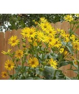 Cup Plant Flower Seeds Silphium Perfoliatum Fast Grow - $203.25 MXN