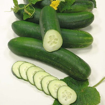 SYR 25 Seeds Swing Cucumbers ing Edible Food Canning Pickling Fast Growing - $18.54 CAD