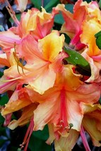 Tallulah Sunrise AKA Pat Ryan~~Large Azalea Rhododendron Deciduous LARGE Rooted  - £22.53 GBP