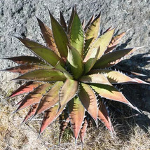 10 Seeds Agave Kerchovei Succulents Plants Seeds Century Plant Maguey Agave Fres - $20.52