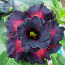 Black Charming Double Adenium Desert Rose Seeds 2 Seeds Black Petals Wit... - £8.74 GBP