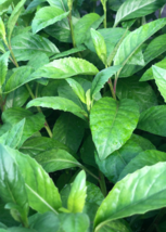 Live Plant Longevity Spinach Gynura procumbens tropical perennial edible - £32.15 GBP