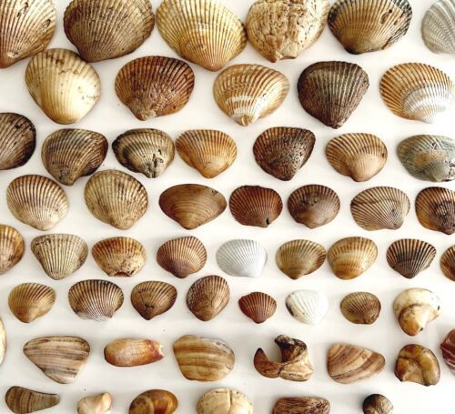 Primary image for Sea Shells Maine Coast Lot Of 56 Wells Beach Bar Harbor Color/Type Variety E70