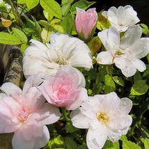 Si miniature rose plant bare root (the littlest) - $32.67