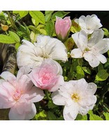 Si miniature rose plant bare root (the littlest) - $44.66 CAD