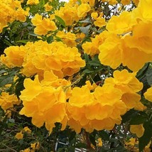 Tecoma Stans Yellow Trumpet Flower Bush 20 Seeds Yellow Trumpetbush Yellow Bells - $16.61