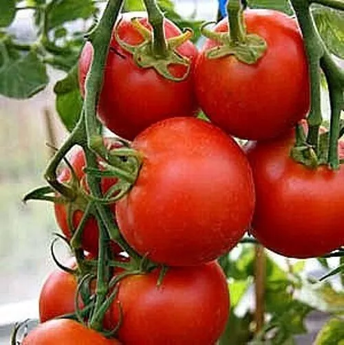 CLK 25 Seeds 42 Day  Fastest Tomato In The World To Ripen Seeds USA Herb Seeds - $8.50