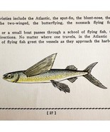 Flying Fish 1939 Salt Water Fish Gordon Ertz Color Plate Print Antique P... - $29.99