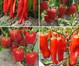 Red Long Sharp Sweet Bell Pepper Organic High Yield, 20 Seeds - $10.29