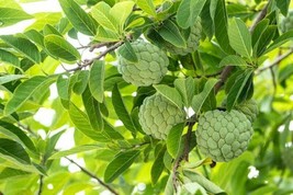 10  Organic Sugar Apple Seeds Annona Squamosa Tropical Fruit Plant , in Florida - £4.78 GBP