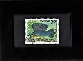 Framed Stamp Art - Collectible Postage Stamp - Giant Tailfin Molly - $8.81
