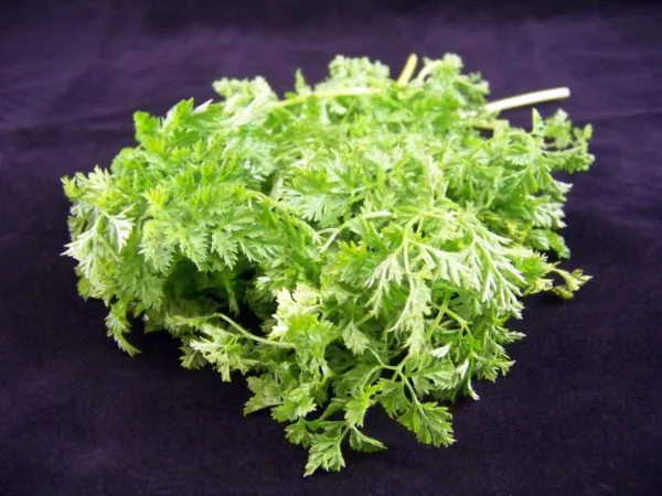 200 Brussels Winter Chervil Gourmet European Heirloom Herb Vegetable Fresh Seeds - £12.74 GBP