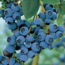 Blueberry Northern Lowbush 100 Seeds #UDS14 - $24.17