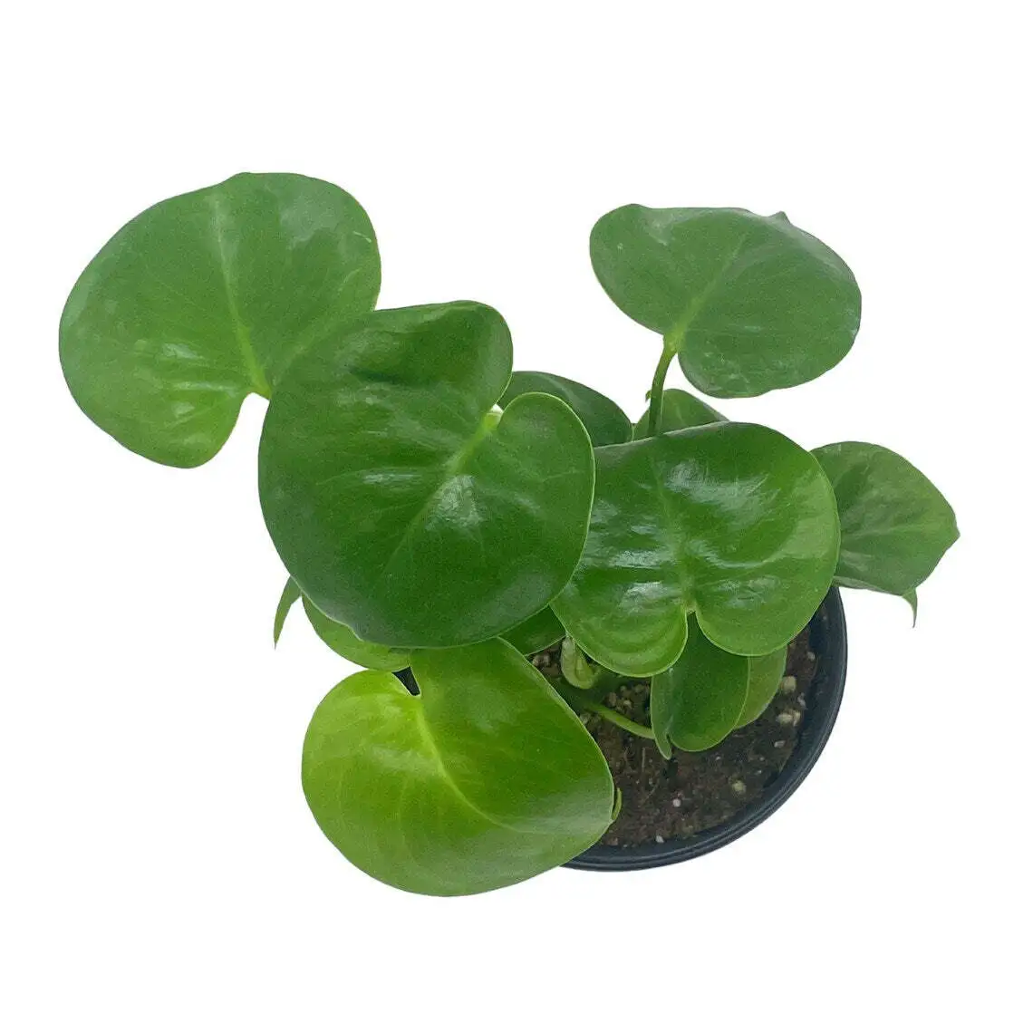 Monstera Deliciosa 4 in Swiss ineese Plant Split Leaf Philo - £27.59 GBP