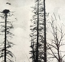 Osprey Preparing To Land On Coastal Nest Eagles 1936 Bird Print Nature D... - £15.71 GBP