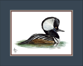 Hooded Merganser Duck Wildlife Canvas Art Print Various Border Matting Colors - £11.98 GBP+