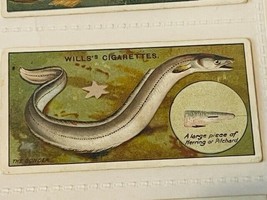 WD HO Wills Cigarettes Tobacco Trading Card 1910 Fish Bait Lure Conger E... - $19.69