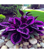 hosta purple passion - 2026 - $3.99