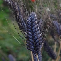 Wheat Black Knight Ornamental Triticum Aestivum Grass 20 Seeds Fast Shipping - £12.65 GBP