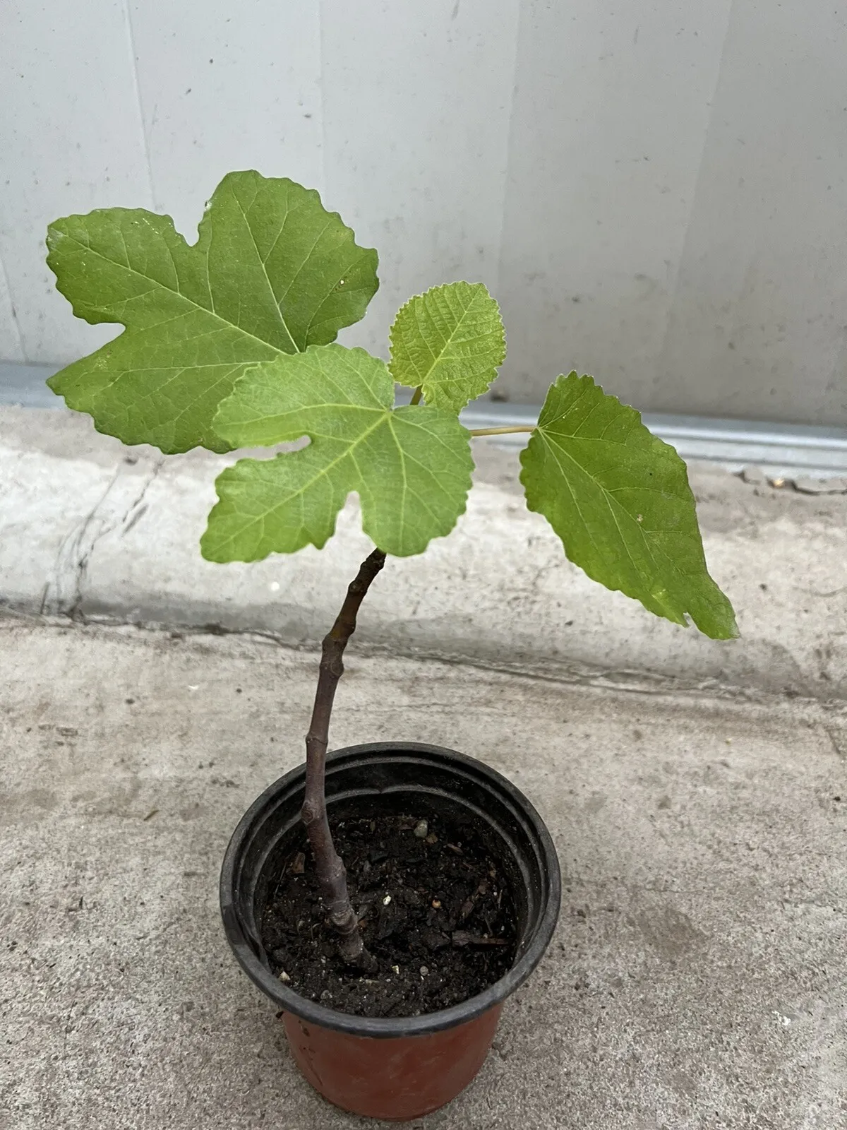 8” With Pot Rooted Fig Fruit Tree Live Plant Ready To Plant - £45.85 GBP
