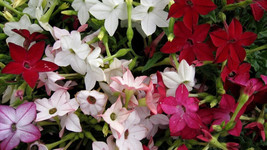 1000 Tobacco Jasmine Night Scented Flwr Fragrant Flower Seeds - £13.40 GBP