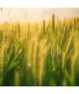 200 Einkorn Wheat Seeds, Heirloom Organic Non-GMO, Ancient Grain - $11.01