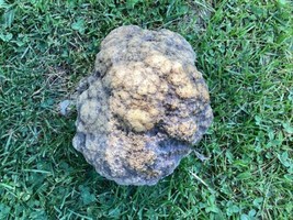 13 Lb + Indiana Geode  Crystals , minerals,fossil   Intact Jewelry Lapidary - £81.07 GBP