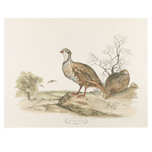 &quot;Red Legged Partridge&quot; by Jerome Trolliet Litho on Paper Penn Prints 19 ... - £147.83 GBP