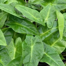 Best Lutea Elephant Ear / Alocasia / Live Plant - £22.18 GBP