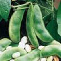 TISSEEDS Lima Bean Henderson Bush Non Gm 50 Seeds Great Tasting And Healthy FAST - $8.99