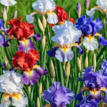 30+ Iris Flower Seeds (Iris siberica) Colorful Mix: Purple, White, Red a... - $10.98