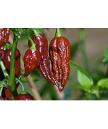 15 seeds Chocolate Brown Bhut Jolokia Ghost Pepper Guiness World Record ... - $55.36 MXN