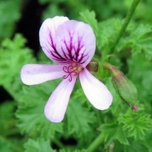 PWO 15+ Seeds Geranium Strawberry  House Plant  Garden Flowers - $6.30