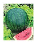 25 Sugar Baby Watermelon Icebox Doll Babies Melons Seeds  From US  - $8.35