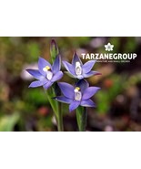THELYMITRA FRENCHII AUSTRALIAN TERRESTRIAL ORCHID TUBER - $53.00