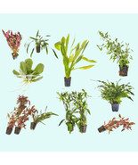 SR Beginner Live Aquarium Plants Bundle Live Aquarium Plants - $26.31
