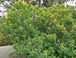 50 Pcs Yellow Senna Alexandrian Cassia Seeds #MNSB - £11.98 GBP