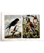 1927 Barn Swallow &amp; Cedar Waxwing Bird Art Plate Color Book Print Wildli... - €17,16 EUR