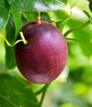 Purple Passion Fruit Tree Plant Live Great Plant For Your Home Garden - £31.50 GBP