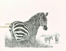 #174 ZEBRA  * wildlife  art print *  pen &amp; ink drawing by Jan Jellins - $12.50