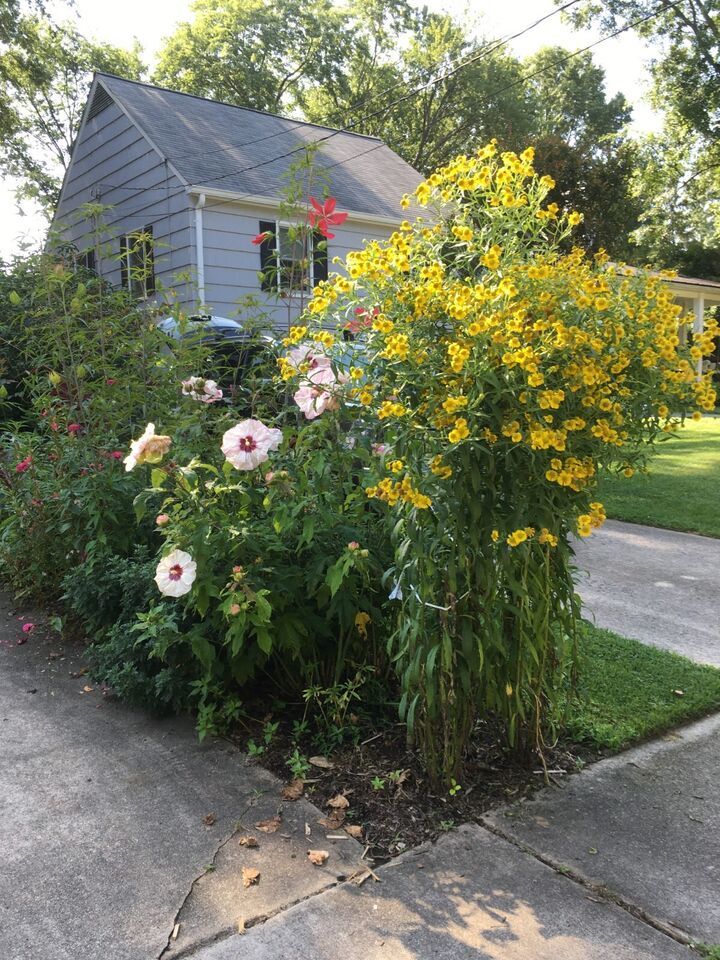 HSeeds 100  Yellow Sneezeweed / Helenium Autumnale Seeds - Organic Crop ... - $2.63