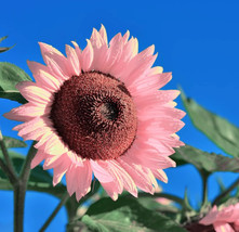 25 Pink Sunflower Seeds For Planting Heirloom And Non-Gmo Seeds - Free Shipping - £4.69 GBP