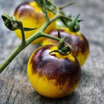Bosque Blue Bumblebee Tomato Seeds - Rare Heirloom Variety, 5-Pack, Perfect for  - £5.61 GBP
