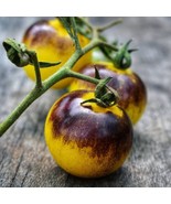 Bosque Blue Bumblebee Tomato Seeds - Rare Heirloom Variety, 5-Pack, Perf... - £5.58 GBP