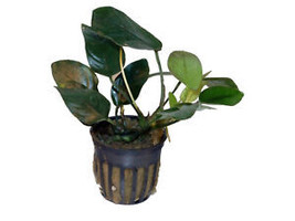 SEPTH Anubias Nana In Pot -Freshwater Aquatic Live Plants Super Price!!!... - £6.24 GBP