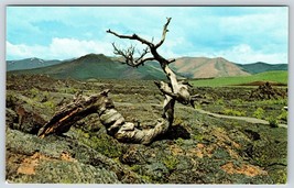 Postcard Craters Of The Moon National Monument Triple Twist Tree Idaho - £3.59 GBP