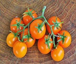 VP 50 Seeds Sweet Orange Tomato Tomatoe Vegetable Garden Edible Canning - £3.46 GBP